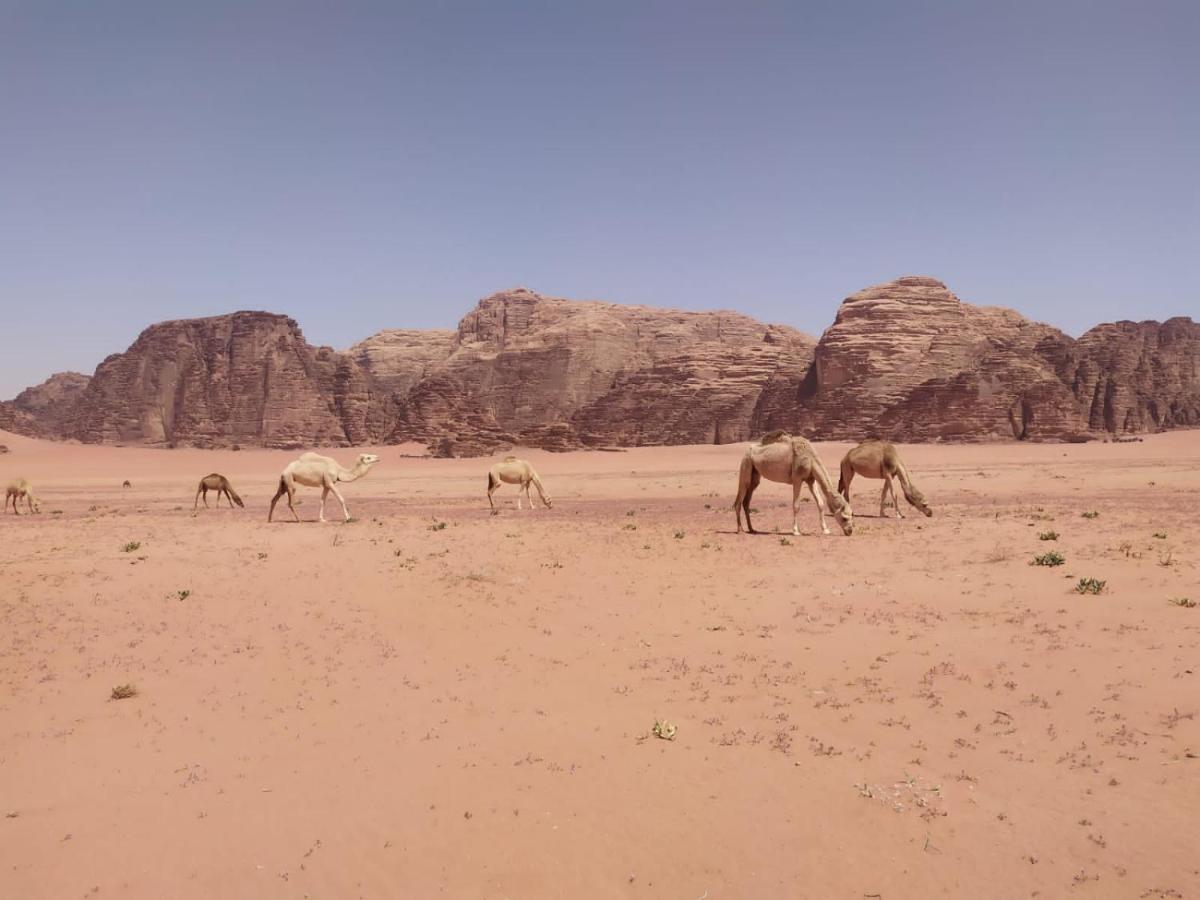 Omar Ghazi Camp Wadi Rum Exterior foto