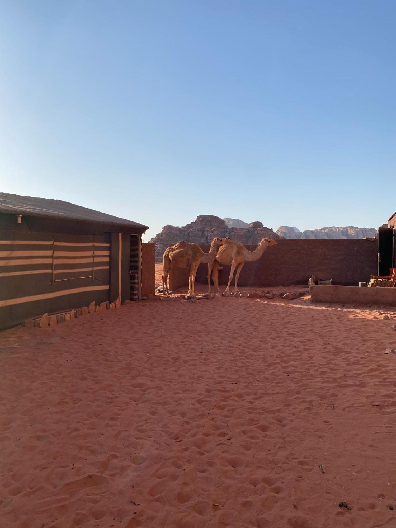 Omar Ghazi Camp Wadi Rum Exterior foto
