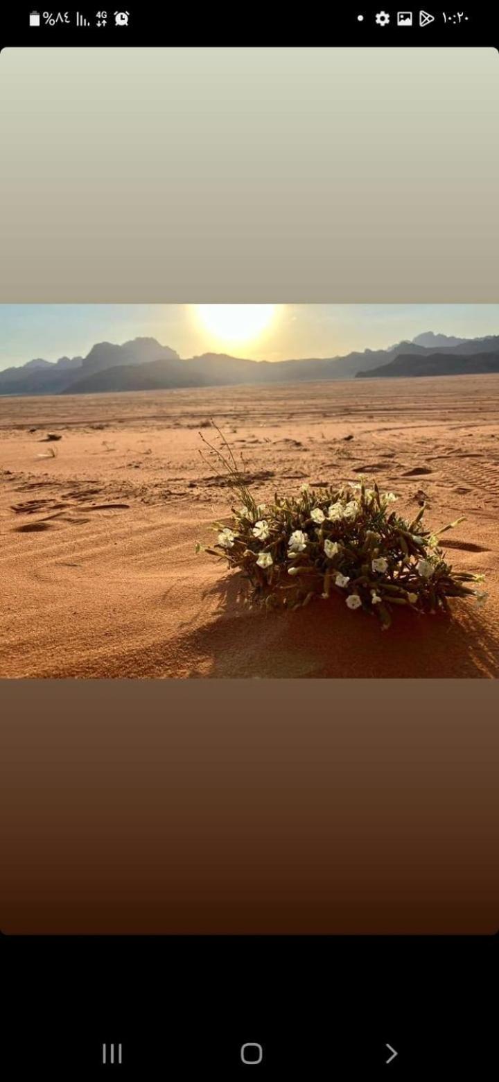 Omar Ghazi Camp Wadi Rum Exterior foto
